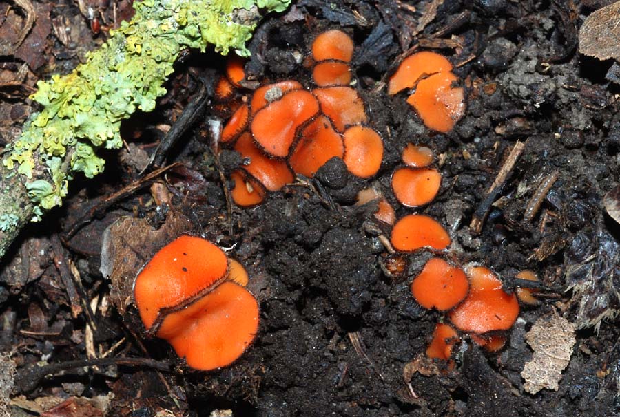 Scutellinia sp